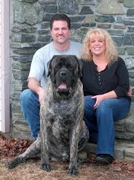 Pomfret Mastiff Will Compete In Westminster Dog Show Westminster Dog Show English Mastiff Mastiffs