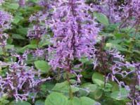 Image result for Equilabium laxiflorum