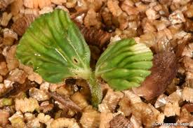 Image result for Cordia sinensis