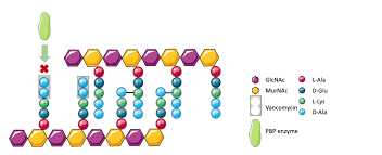 Image result for Vancomycin