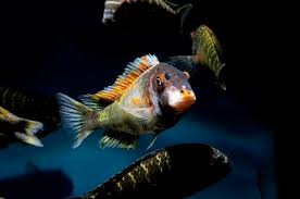 Tropheus Golden Kalambo Balik