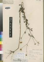 Image result for Bidens steppia