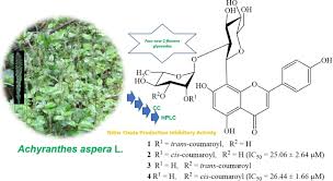 Four New Flavonoid C‐Glycosides Isolated from Achyranthes aspera and Their  Nitric Oxide Production Inhibitory Activities