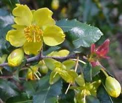 Image result for Ochna ovata