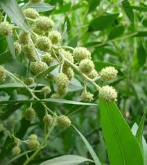 Image result for Conocarpus