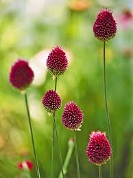 16 Of The Prettiest Allium Varieties To Plant In Your Garden Beautiful Flowers Summer Flowers Garden Flowers