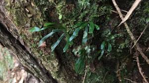 Image result for Antrophyum mannianum