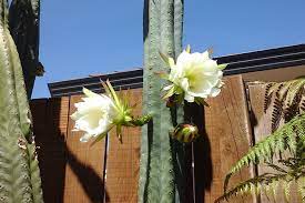 Actually, the flowers are at their peak beauty for an hour or two at the most. Sunlive Flowers For One Day Only The Bay S News First
