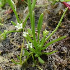 Image result for Limosella