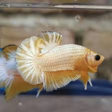 Ini adalah video gimana cara ngebedain ws cooper dan fccp! Dua Male Yellow Fccp Gold Kreyo Betta Farm Facebook