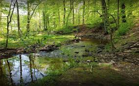 We start off with the hopewell furnace national. French Creek State Park Pa 2021 National Serro Scotty Organization