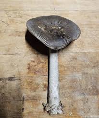 Image result for Suillus weaverae