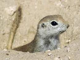 Maybe you would like to learn more about one of these? Squirrels And Chipmunks Of Saguaro National Park Saguaro National Park U S National Park Service