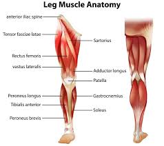 The effort force needed is less than the load force, so there is a mechanical advantage. Leg Muscle Diagram Human Leg Muscles Diagram Koibana Info Leg Muscles Anatomy Leg Muscles Diagram Lower Leg Muscles Human Legs Modeled At Anatomynext Com Based On Radiology Scans Theime Atlas Of