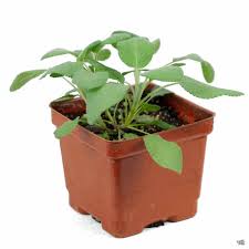 Image result for Bergia salaria