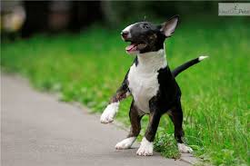 Toy breeds and smaller dogs like terriers make great companions for those living in apartments. Battista Bull Terrier Puppy For Sale Near Moscow Russian Federation 316078be 5cb1 Bull Terrier Bull Terrier For Sale Bull Terrier Puppy