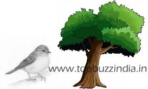Image result for चिड़िया दाना खाती