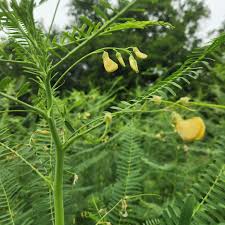 Image result for Sesbania sesban