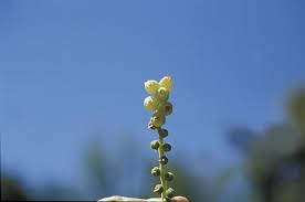 Image result for Agarista salicifolia