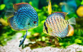 Jenis ikan hias air tawar aquarium. Aneka Jenis Ikan Hias Air Tawar Terindah Beserta Harganya Blog Unik