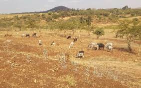 Image result for Astripomoea lachnosperma