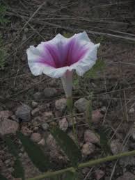 Image result for Ipomoea lapathifolia