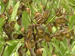 We did not find results for: Favourable Weather New Varieties Of Trees Improve Almond Quality In Kashmir Zee5 News