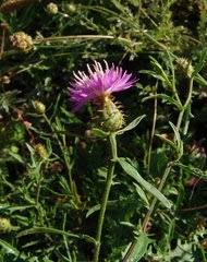 Image result for Monactinocephalus paniculatus