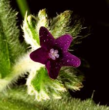 Image result for Oreobambos