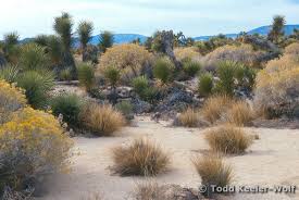 Image result for Achyrospermum micranthum