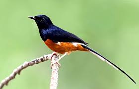 Maybe you would like to learn more about one of these? Burung Murai Batu Ciri Ciri Jenis Dan Perawatannya Beserta Video Murai Medan Gacor Hobinatang