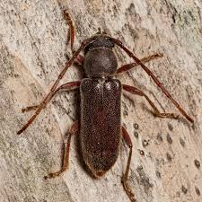 Image result for Agelanthus sp. aff. A. brunneus