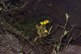 Image result for Utricularia stellaris