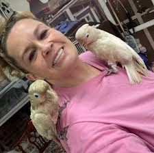 This poor little boy lost his human last week and he has found his way to  me. I want to address his color , as he is a goffin cockatoo and should