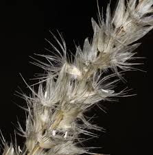 Image result for Enneapogon desvauxii