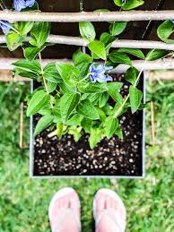 Pretty much no nails needed! Diy Hanging Garden Trellis A Pretty Life In The Suburbs