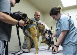 Orthotic Tech Helps Military Working Dog Walk Again Military Working Dogs Working Dogs Military Dogs