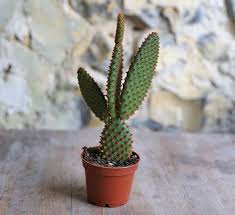 Home › monkey tail cactus hildewintera colademononis. Buy Unique And Cute Baby House Plants Online