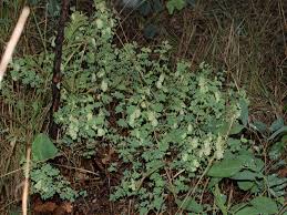 Image result for Humularia