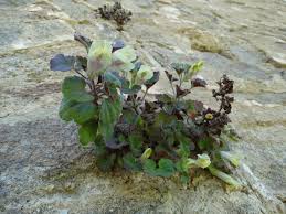 Image result for Limnophila ceratophylloides