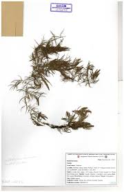 Image result for Ceratophyllaceae