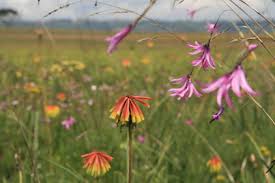 Image result for Aspidoglossum hirundo