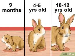 Cottontail bunny wreath is rated 4.7 out of 5 by 214. How To Tell The Age Of A Rabbit 10 Steps With Pictures