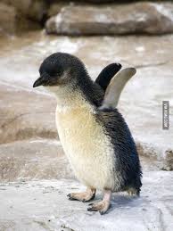 Birds That Look Like Penguins But Can Fly Baby Penguin I Believe I Can Fly Cute Animals Cute Baby Animals Animals