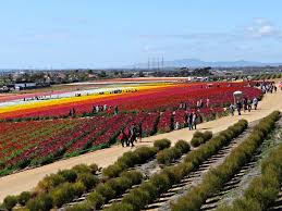 They will bloom again in: The Carlsbad Flower Fields Open March 1 2020 At Home In Carlsbad