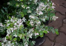 Image result for Breynia disticha