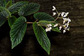 Image result for Begoniaceae
