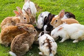 Check spelling or type a new query. Top 10 Best Rabbit Foods 2019 Rabbits Life Best Rabbit Food Rabbit Eating Rabbit Life