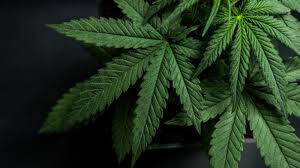 Uk cbd oils is an independent cbd store, buy full spectrum cbd oil, capsules, gummies and cbd raw extracts. ÙƒÙ„ Ù…Ø§ ØªØ±ÙŠØ¯ Ù…Ø¹Ø±ÙØªÙ‡ Ø¹Ù† Ù†Ø¨Ø§Øª Ø§Ù„Ù‚Ù†Ø¨ Ø§Ù„Ù‡Ù†Ø¯ÙŠ Ø§Ù„Ø¨ÙˆØ§Ø¨Ø©