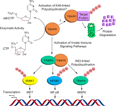 Link orqng ojol full : Https Pubs Acs Org Doi Pdf 10 1021 Jacs 1c01045